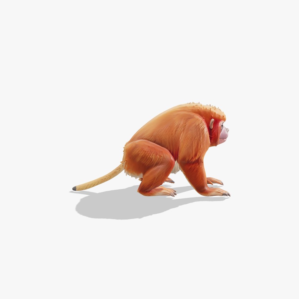Uakari Monkey 3D Model with Vivid Red Face